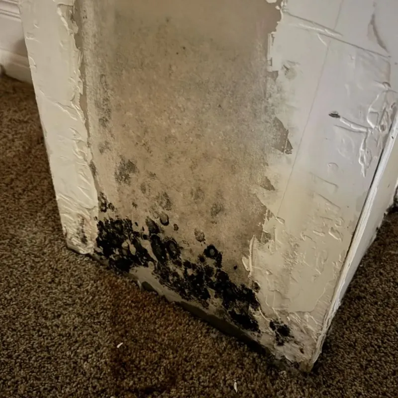 Professional Mold Removal in Great Falls, MT